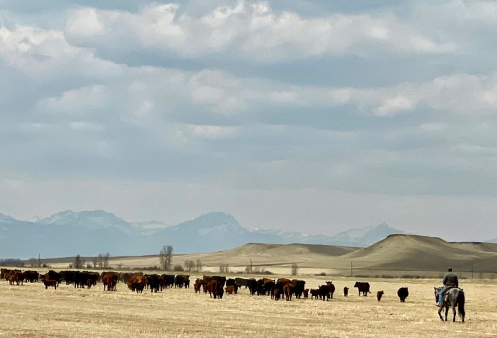 Cowboys moving cattle across the highway